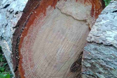Uklanja se opasno drveće u Jasikovcu