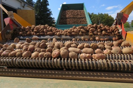 Odličan urod Ličkog krumpira na površinama AgroVelebita iz Lovinca!!!