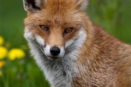 Počinje jesenska kampanja oralne vakcinacije lisica