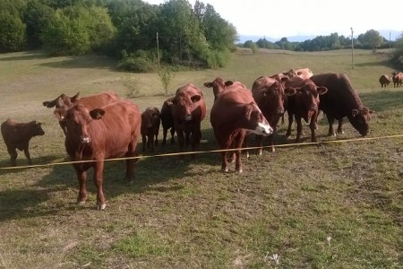U 2021. godini u Hrvatskoj zabilježen rast primarne stočarske proizvodnje