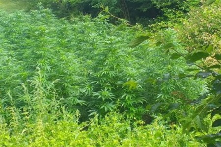 Dva Kosinjana osumnjičena za uzgajanje marihuane
