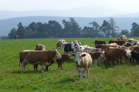 Republici Hrvatskoj dodijeljen status države službeno slobodne od bruceloze goveda