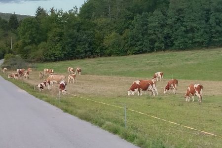 Ličko-senjska županija objavila javne pozive za korištenje potpora za poticanje razvoja mliječnog govedarstva