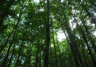 Europski novci za razvoj šuma