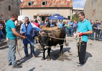 Buša i pramenka, od izumiranja prema uspješnoj budućnosti