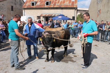 Buša i pramenka, od izumiranja prema uspješnoj budućnosti