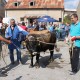 Buša i pramenka, od izumiranja prema uspješnoj budućnosti