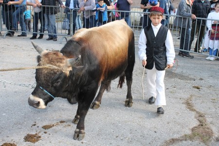 Večeras o stočarstvu u Lici i Dalmaciji