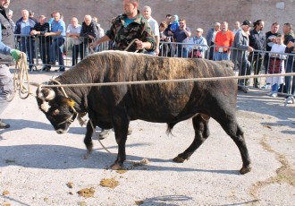 Kreće udruživanje ličkih uzgajivača goveda