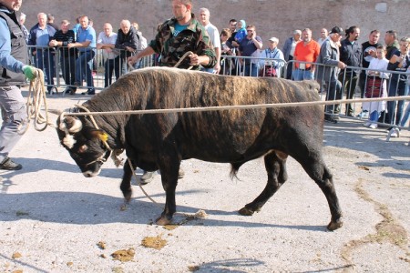 Kreće udruživanje ličkih uzgajivača goveda