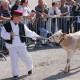 Budućnost ličkog stočarstva