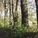 Hrvatska dobila Strategiju biogospodarstva do 2035.: Važna prilika za ruralne krajeve, šumarstvo, poljoprivredu i preradu