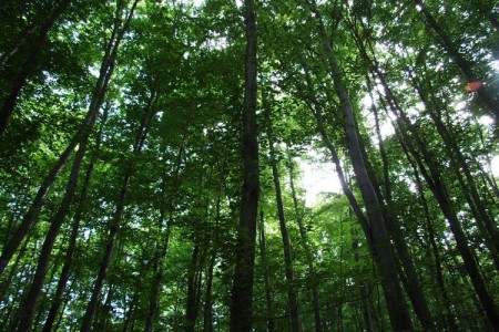 Velebitske šume svjetska baština UNESCO-a!!!