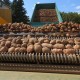 Odličan urod Ličkog krumpira na površinama AgroVelebita iz Lovinca!!!