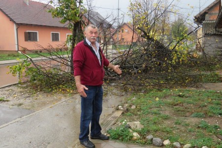 Čija je ono lipa??? U Bilajskoj ulici odsječena lipa, navodno privatna!!!!