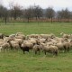 JAVNI POZIV za iskazivanje interesa za zakup/prodaju poljoprivrednog zemljišta u vlasništvu Republike Hrvatske