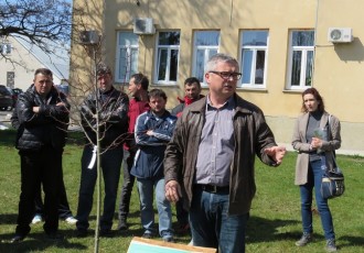 Klon Gupčeve lipe, plenka stara koliko  i ta stara lipa iz Gornje Stubice,  posađen danas ispred zgrade gradske uprave u Gospiću