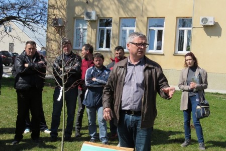 Klon Gupčeve lipe, plenka stara koliko  i ta stara lipa iz Gornje Stubice,  posađen danas ispred zgrade gradske uprave u Gospiću