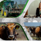 Agro Consulting,  prva lička tvrtka koja se bavi s EU fondovima