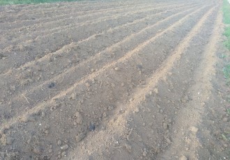 Lijepo: Caritas i Agrovelebit uzgajaju krumpir na pola hektara za potrebite