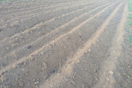 Lijepo: Caritas i Agrovelebit uzgajaju krumpir na pola hektara za potrebite