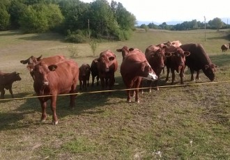 Osigurano 15 milijuna  kuna  za provedbu veterinarskih pregleda na gospodarstvima