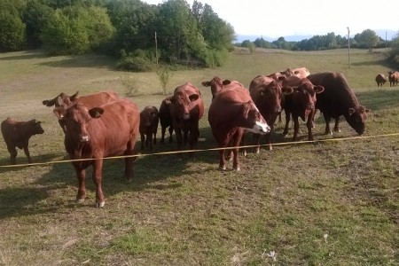 Osigurano 15 milijuna  kuna  za provedbu veterinarskih pregleda na gospodarstvima