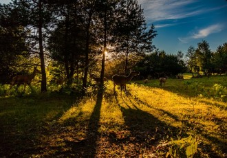 Plitvičke doline  – pune života