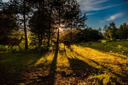 Plitvičke doline  – pune života