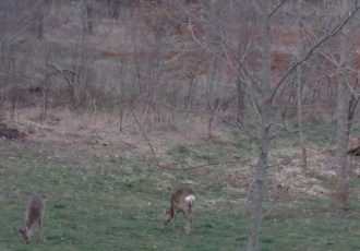 Uskoro jedinstveno osiguranje za štete od divljači koje će uključiti i poljoprivredne usjeve