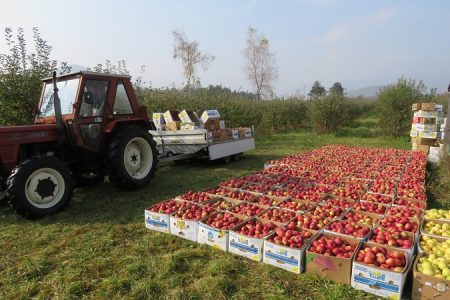 Rast vrijednosti poljoprivredne proizvodnje na gotovo 19 mlrd kuna