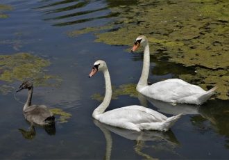 Pojava Influence ptica podtipa H5N8 u labuda na području Vukovarsko-srijemske županije