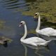 Pojava Influence ptica podtipa H5N8 u labuda na području Vukovarsko-srijemske županije