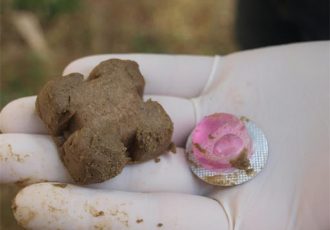 Počinje proljetna akcija oralne vakcinacije lisica