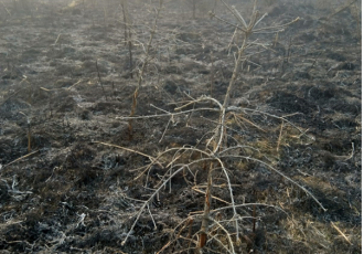 Šumari apeliraju “izbjegnite štetne posljedice koje nastaju neopreznim paljenjem vatre”!