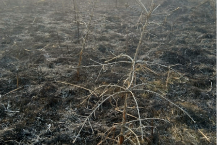 Šumari apeliraju “izbjegnite štetne posljedice koje nastaju neopreznim paljenjem vatre”!