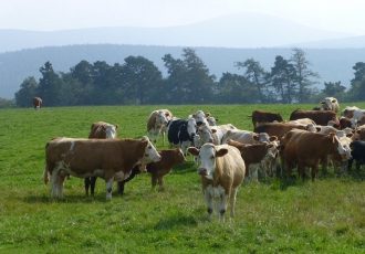 Republici Hrvatskoj dodijeljen status države službeno slobodne od bruceloze goveda
