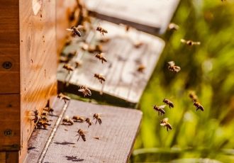 Pravilnik za Program potpore pčelarima vrijedan 3 milijuna kuna u e-savjetovanju