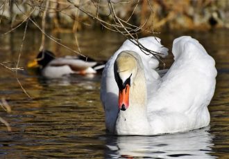 Potvrđena ptičja gripa kod uginulih labudova u Sisačko-moslavačkoj županiji