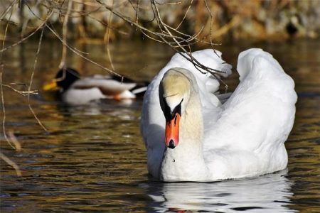 Potvrđena ptičja gripa kod uginulih labudova u Sisačko-moslavačkoj županiji