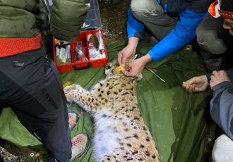 Odlična suradnja Parka prirode Velebit i LIFE Lynx projekta dobila je novu dimenziju!