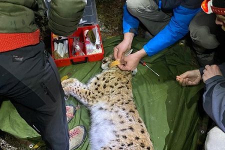 Odlična suradnja Parka prirode Velebit i LIFE Lynx projekta dobila je novu dimenziju!