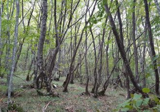 Obavijest o javnom uvidu i javnom izlaganju prijedloga Osnove gospodarenja za gospodarsku jedinicu „DUMAN“ na području Šumarije Otočac.