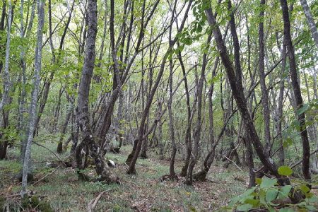 Obavijest o javnom uvidu i javnom izlaganju prijedloga Osnove gospodarenja za gospodarsku jedinicu „DUMAN“ na području Šumarije Otočac.