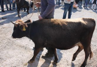 Buša- govedo koje malo traži, a puno daje