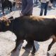 Buša- govedo koje malo traži, a puno daje