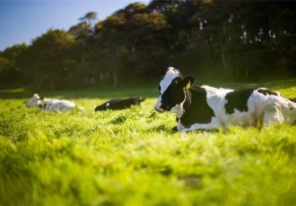 Kod uginulih goveda u Lonjskom Polju potvrđena bedrenica