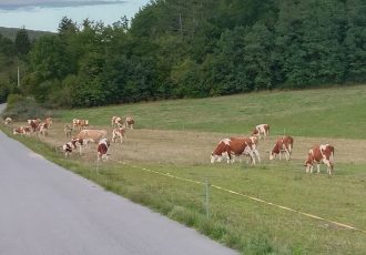 Ličko-senjska županija produžila rok za prijavu na javne pozive za korištenje potpora za poticanje razvoja mliječnog govedarstva