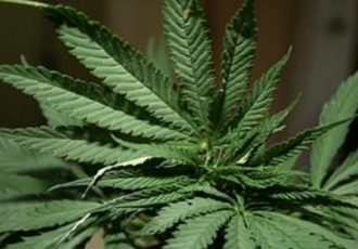 Lička policija protiv 39-godišnjakinje zbog uzgoja i prodaje marihuane podnijela kaznenu prijavu nadležnom državnom odvjetništvu
