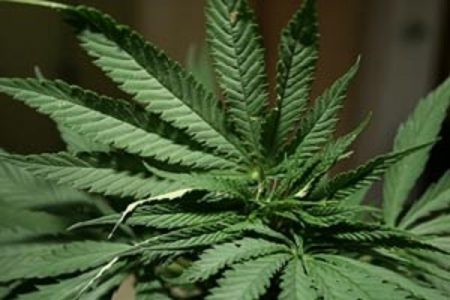 Lička policija protiv 39-godišnjakinje zbog uzgoja i prodaje marihuane podnijela kaznenu prijavu nadležnom državnom odvjetništvu